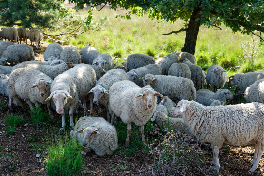 We zijn geen makke schapen