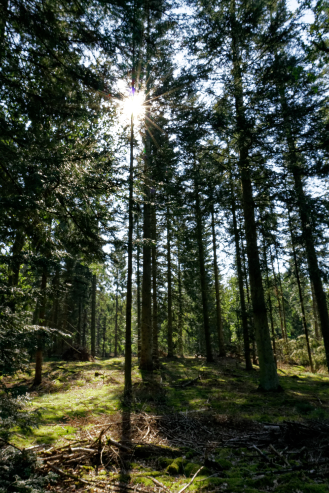 Naar het bos mag wel hoor